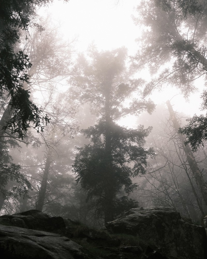 Silver Fir photo 5