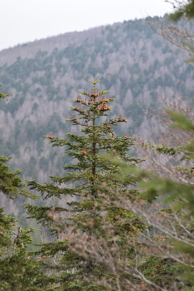 Silver Fir photo 6