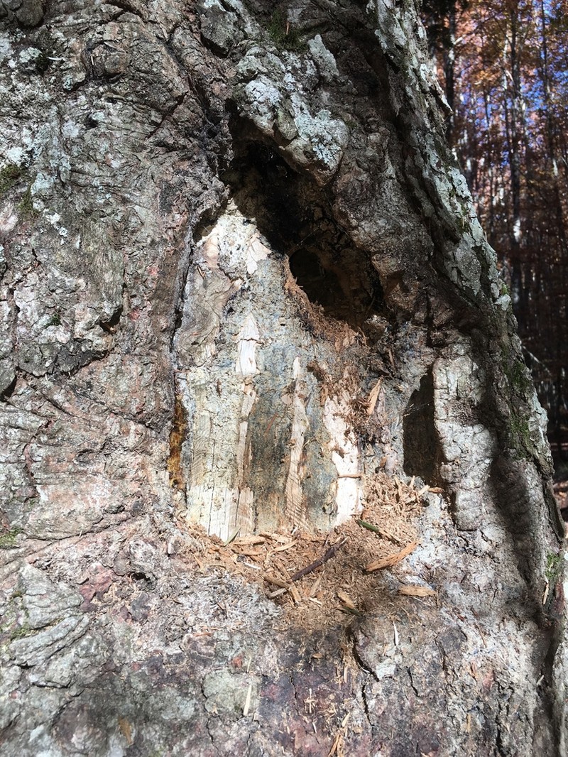 Silver Fir photo 7