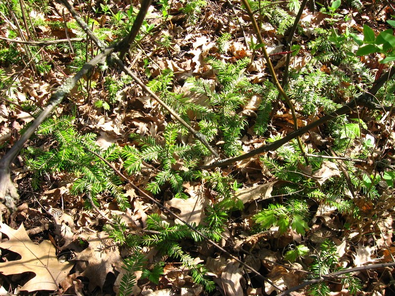 Silver Fir photo 8
