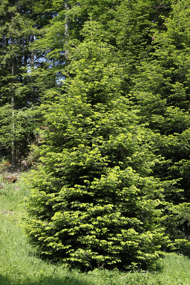 Silver Fir photo 2