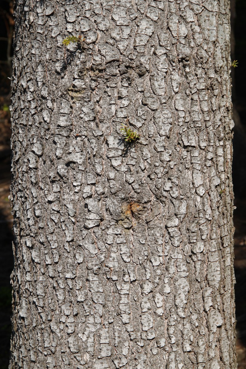 Silver Fir photo 3