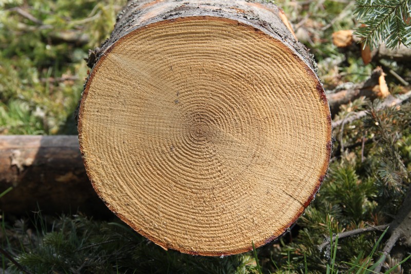 Silver Fir photo 4