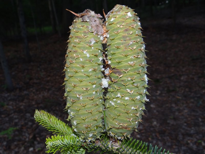 Silver Fir photo 5