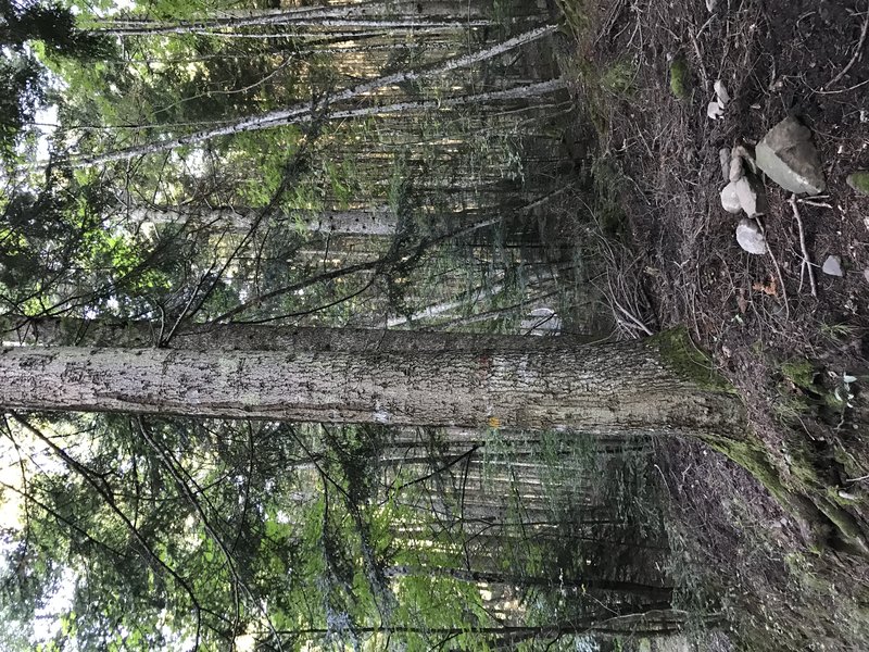 Silver Fir photo 6