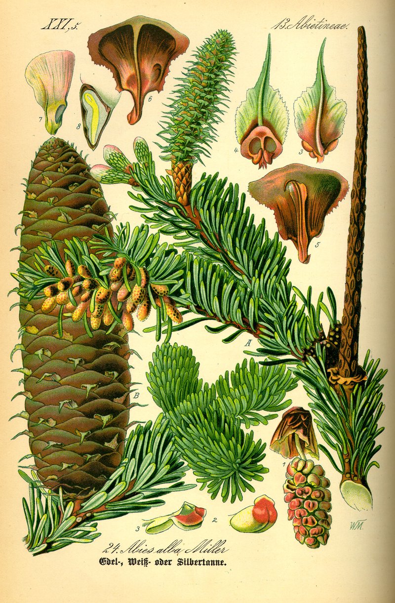 Silver Fir photo 3