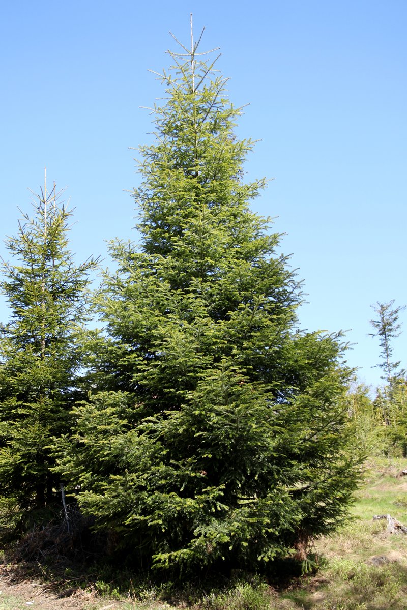 Silver Fir photo 8