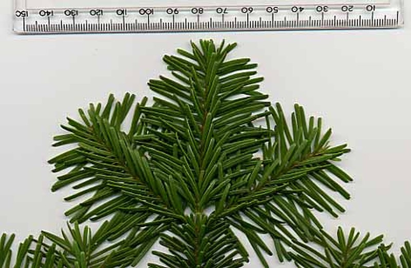 Pacific Silver Fir