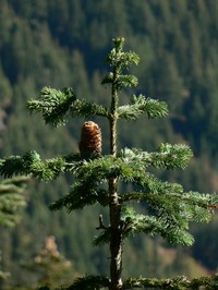 Pacific Silver Fir