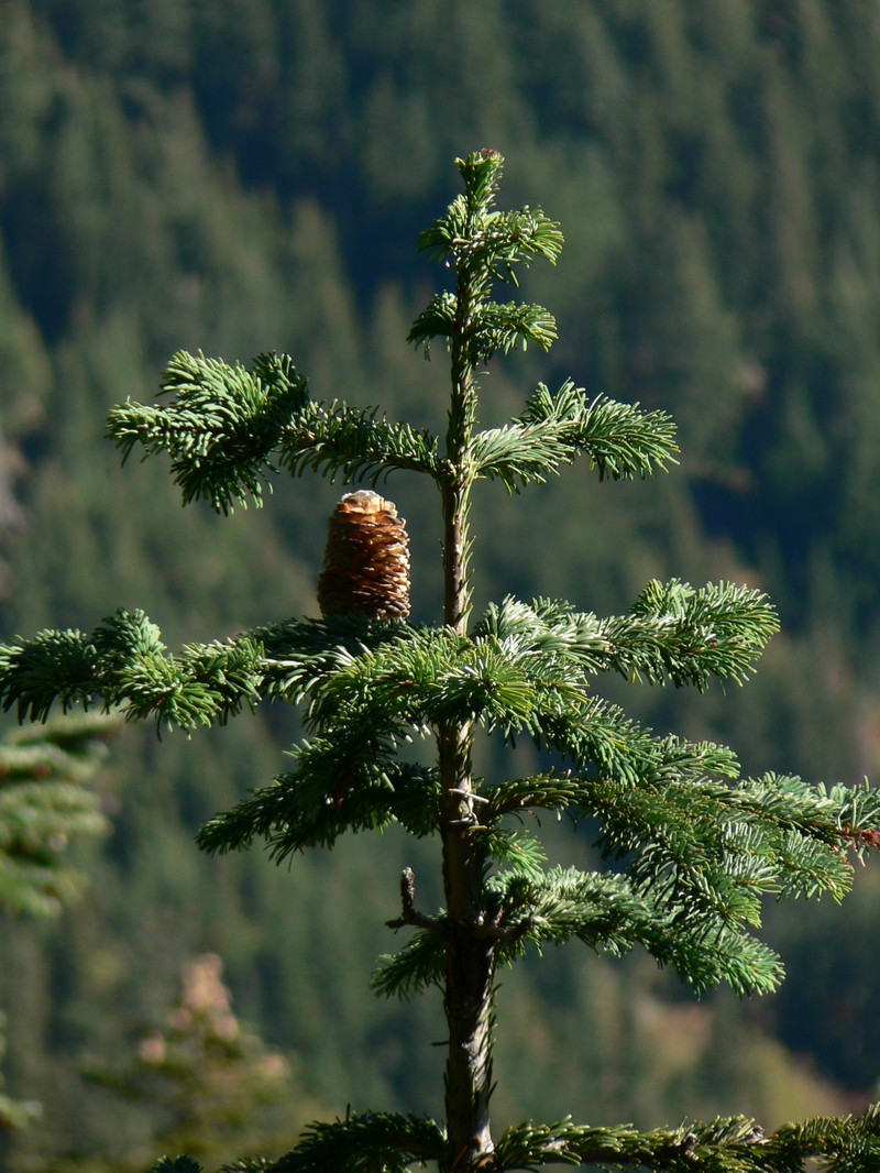 Pacific Silver Fir
