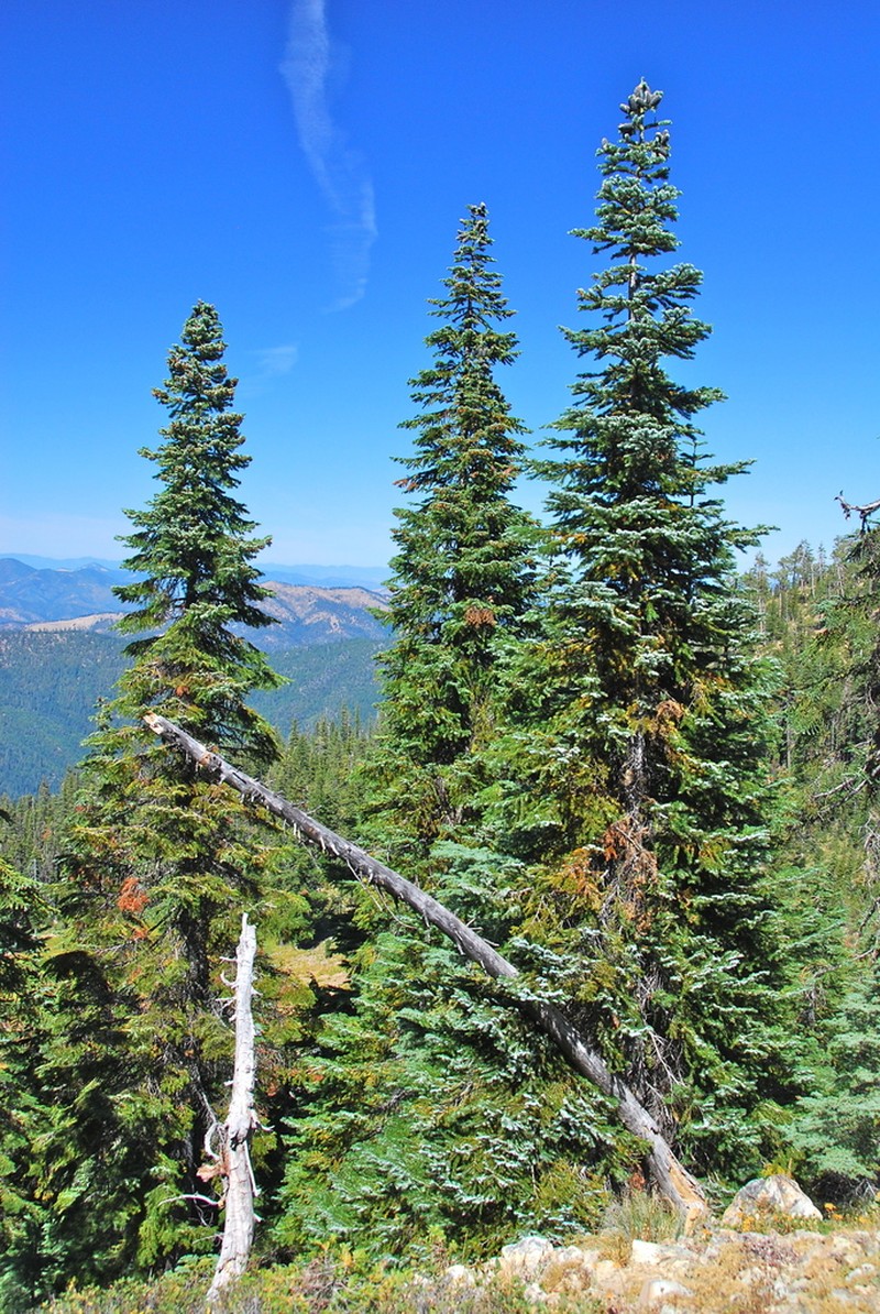 Pacific Silver Fir photo 2