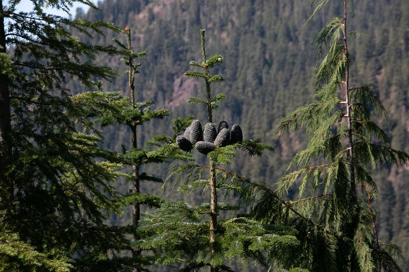 Pacific Silver Fir photo 3