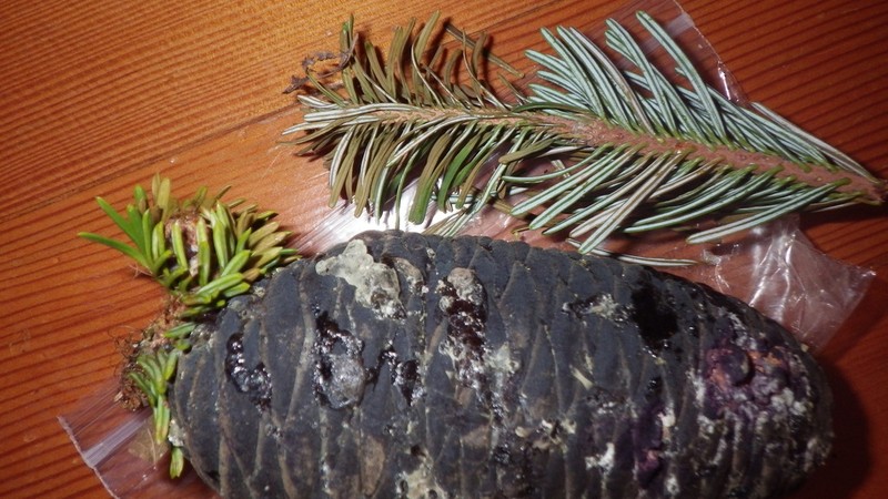 Pacific Silver Fir photo 4