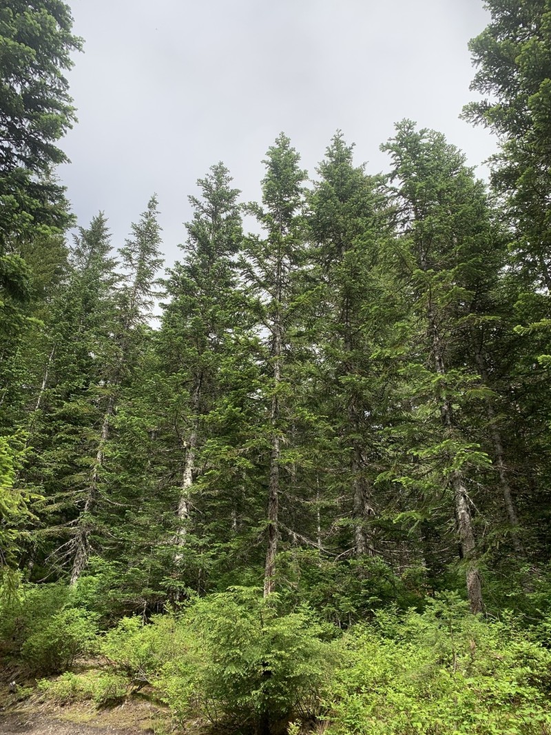 Pacific Silver Fir photo 5