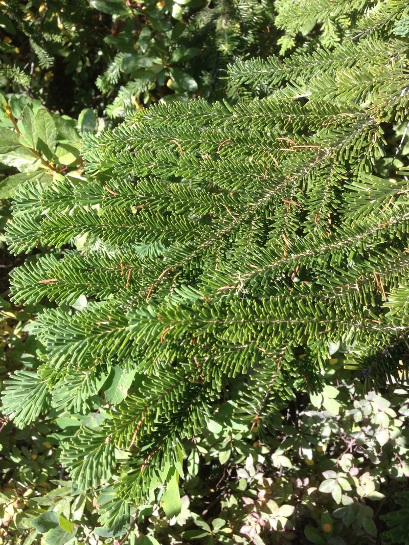 Pacific Silver Fir photo 6