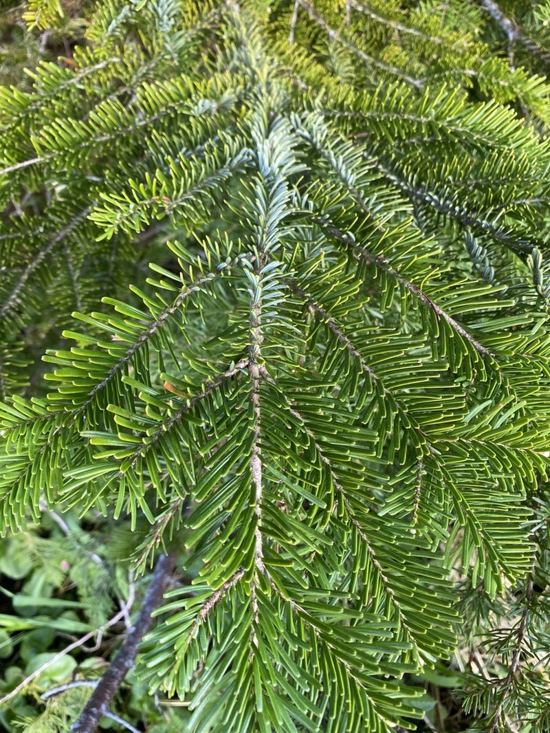 Pacific Silver Fir photo 7