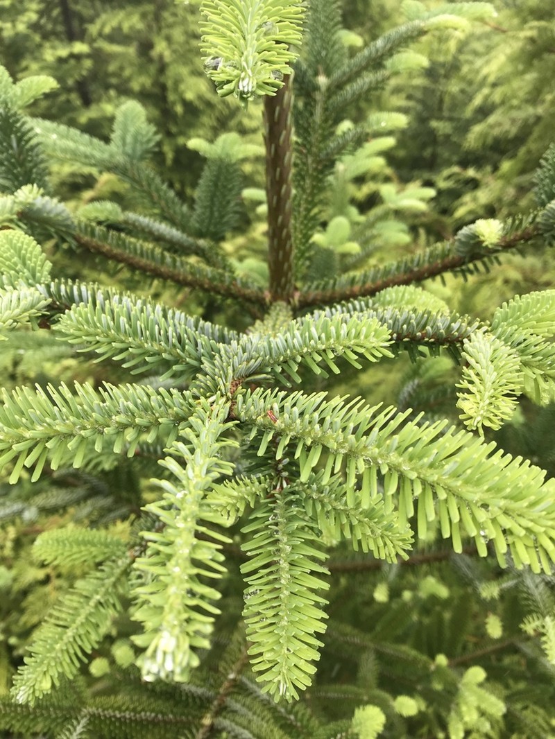 Pacific Silver Fir photo 8