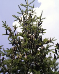 Balsam Fir