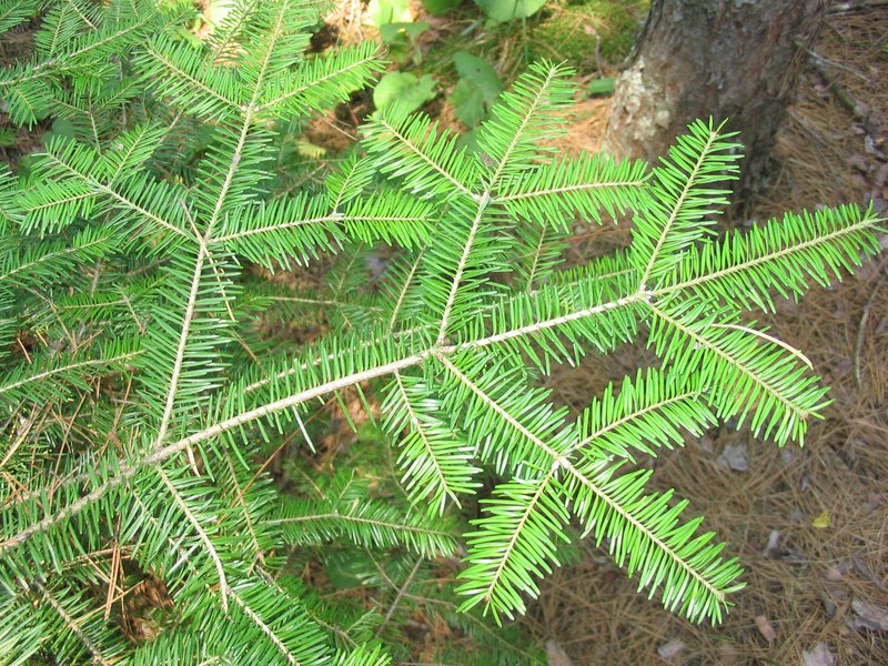 Balsam Fir photo 2