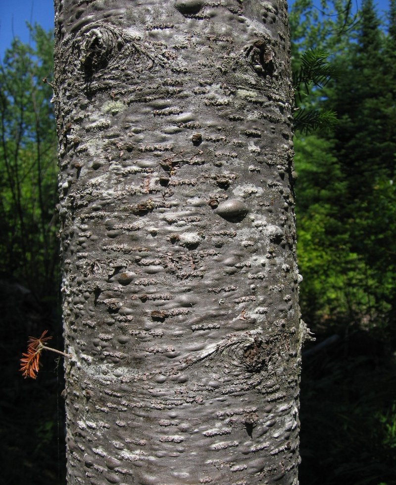 Balsam Fir photo 3
