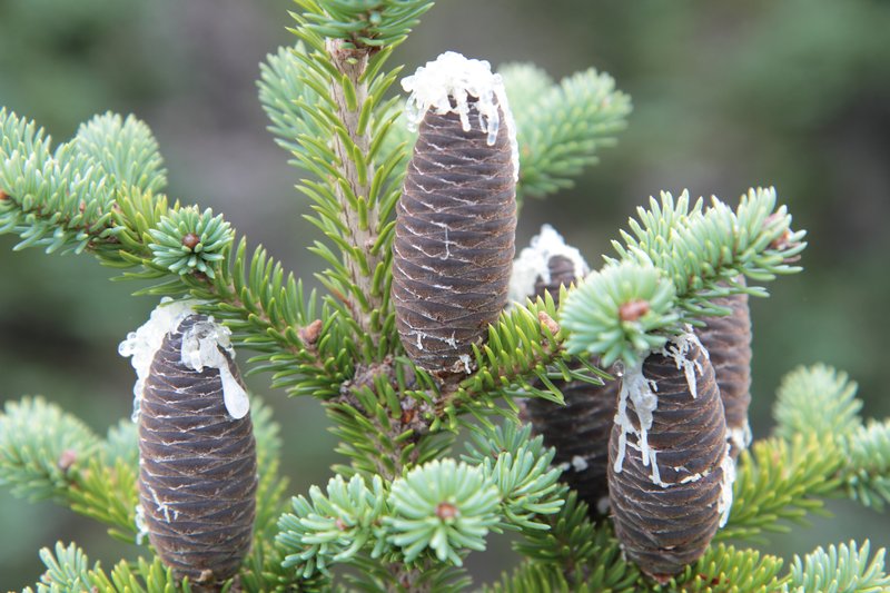 Balsam Fir photo 4