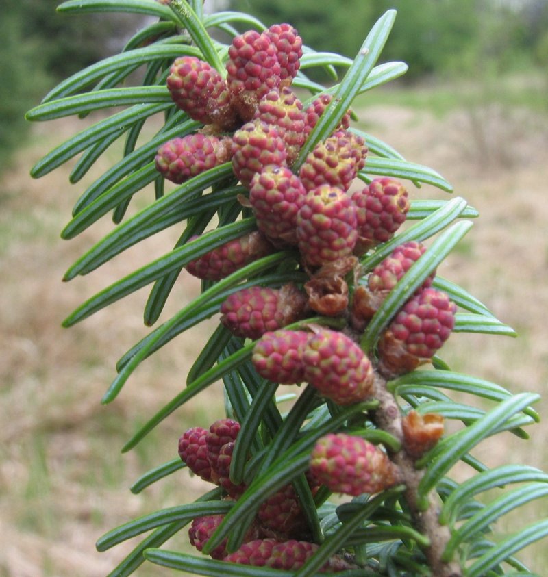 Balsam Fir photo 5