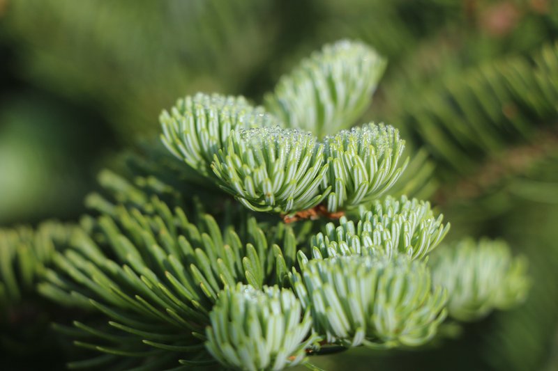 Balsam Fir photo 6