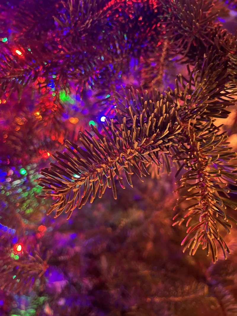 Balsam Fir photo 7