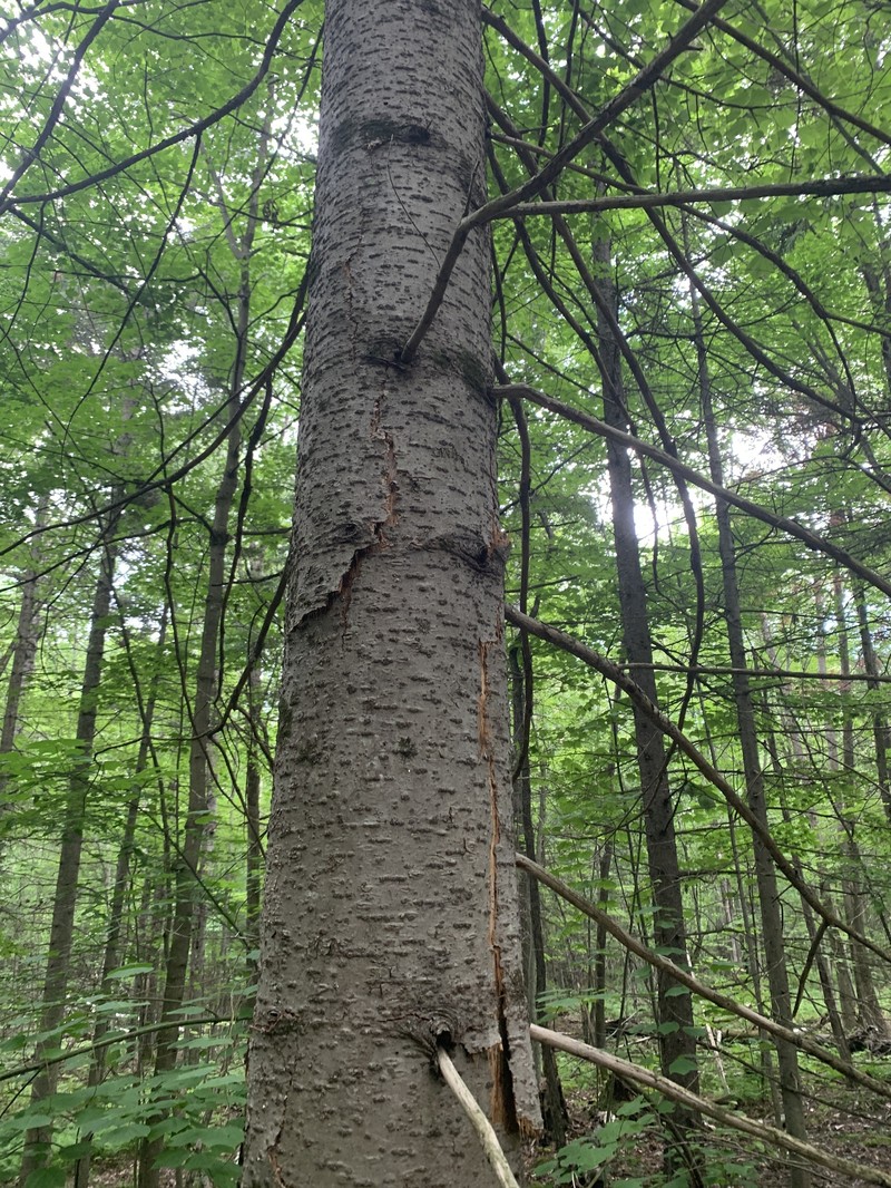 Abies balsamea var. balsamea