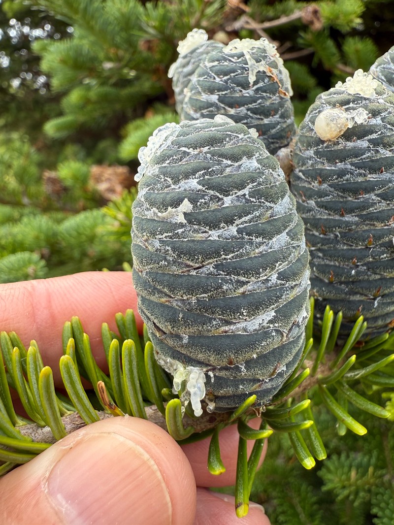Abies balsamea var. balsamea photo 2