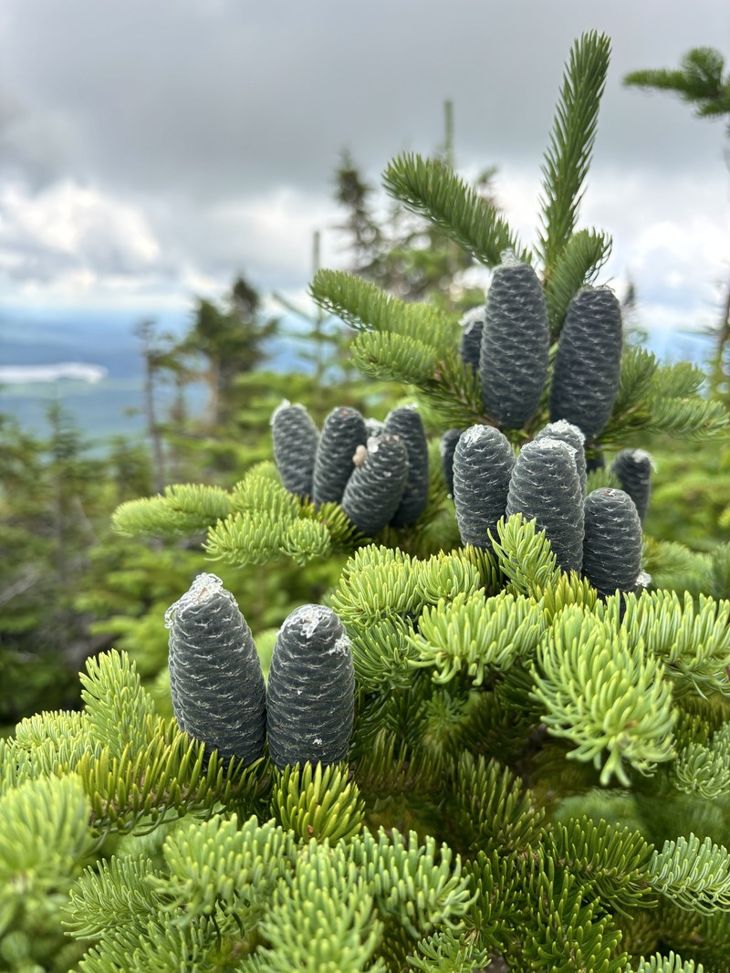 Abies balsamea var. balsamea photo 3