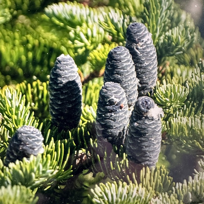 Abies balsamea var. balsamea photo 4