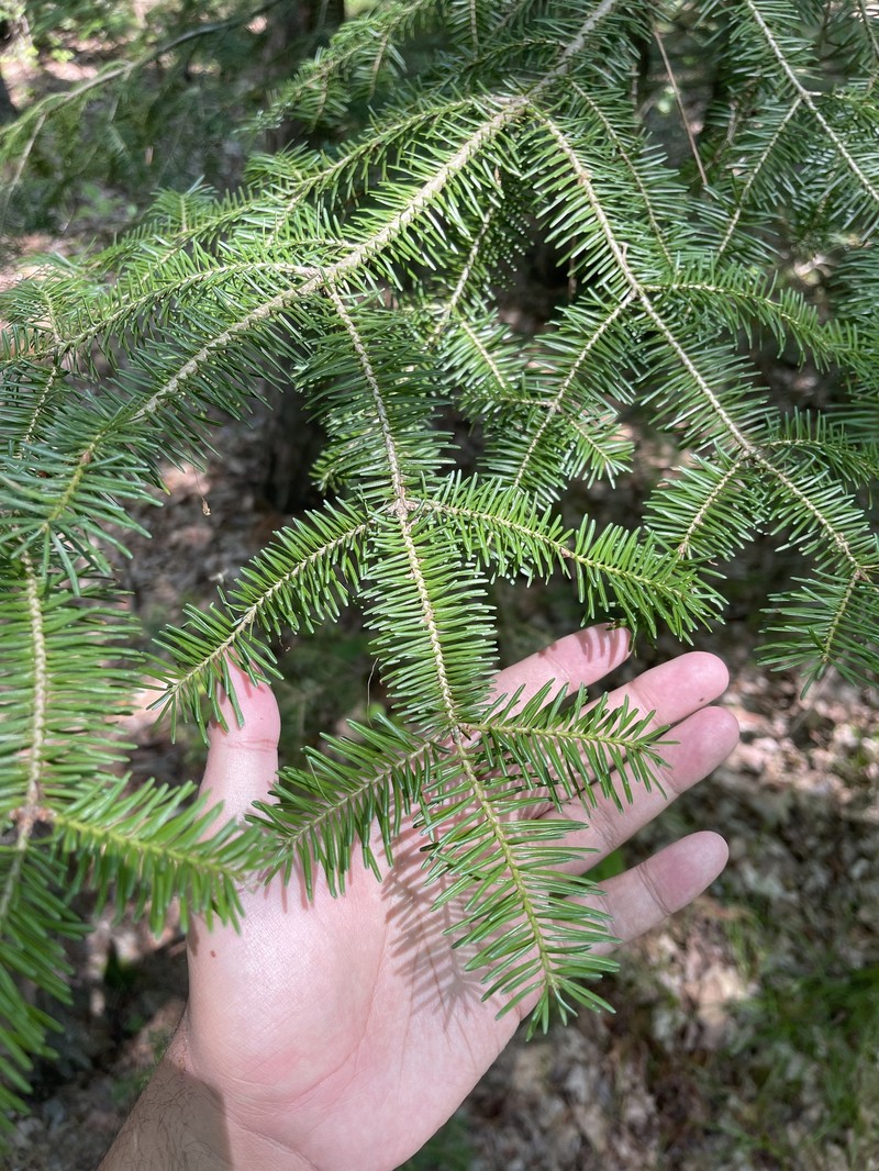 Abies balsamea var. balsamea photo 5