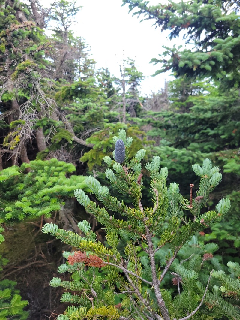 Abies balsamea var. balsamea photo 6