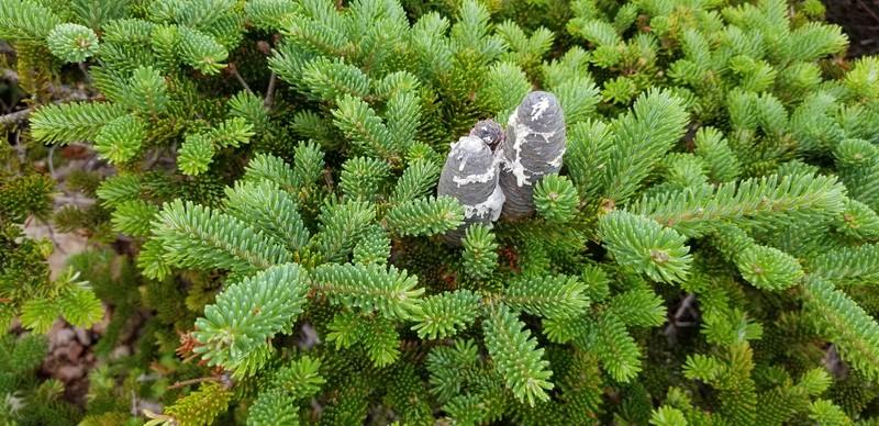 Abies balsamea var. balsamea photo 7