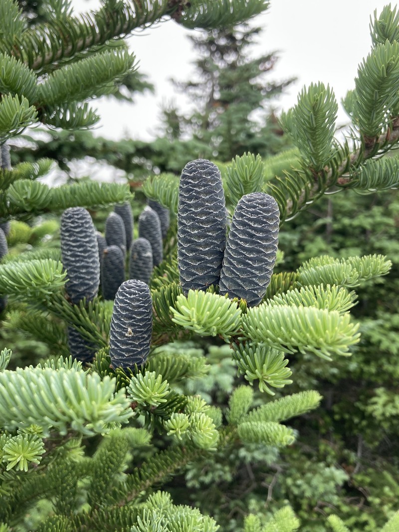 Abies balsamea var. balsamea photo 8