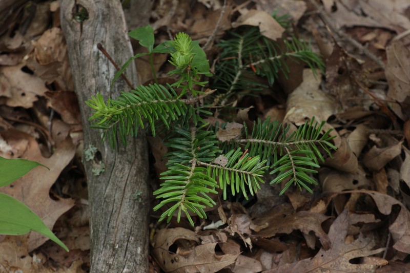 Abies balsamea var. phanerolepis