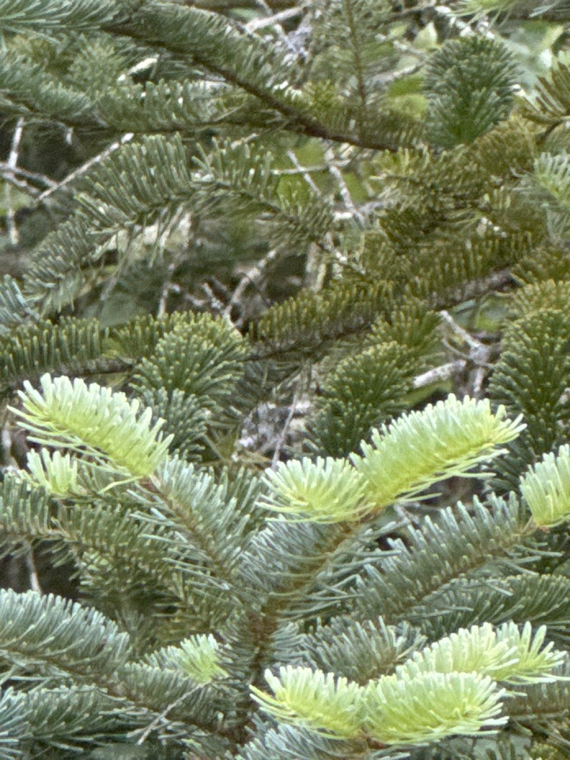 Abies balsamea var. phanerolepis photo 2