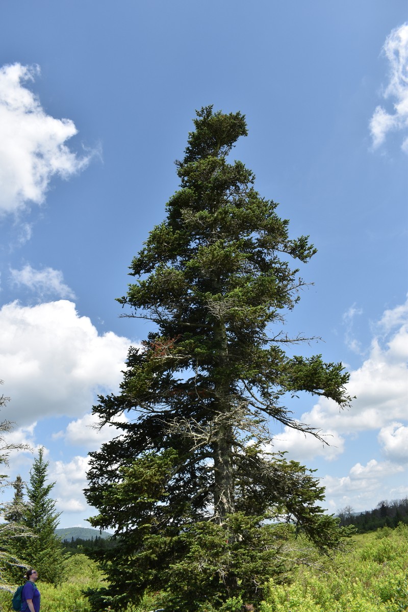 Abies balsamea var. phanerolepis photo 3