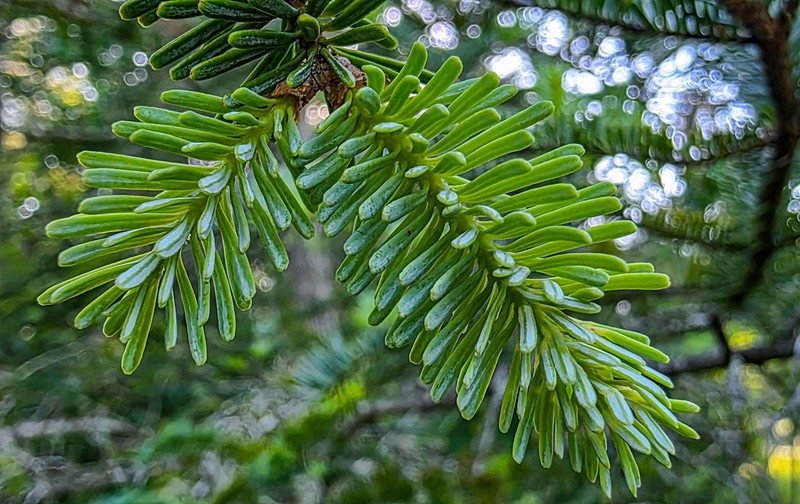 Abies balsamea var. phanerolepis photo 4