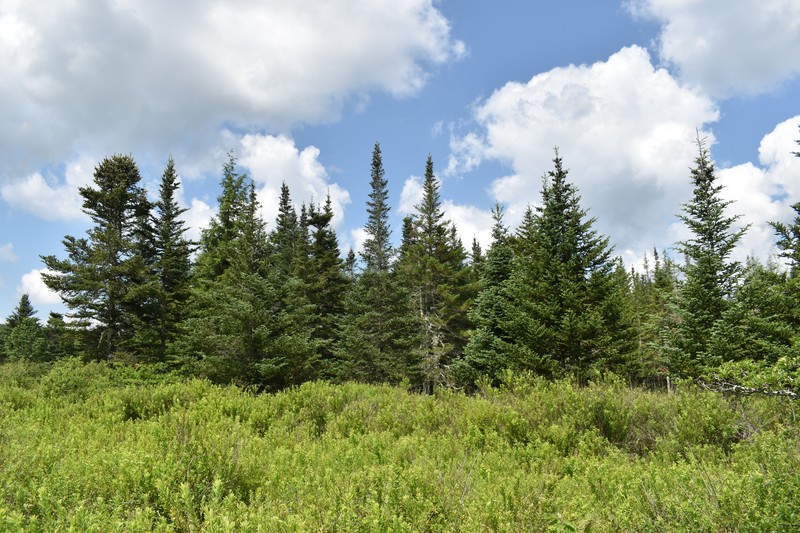 Abies balsamea var. phanerolepis photo 6