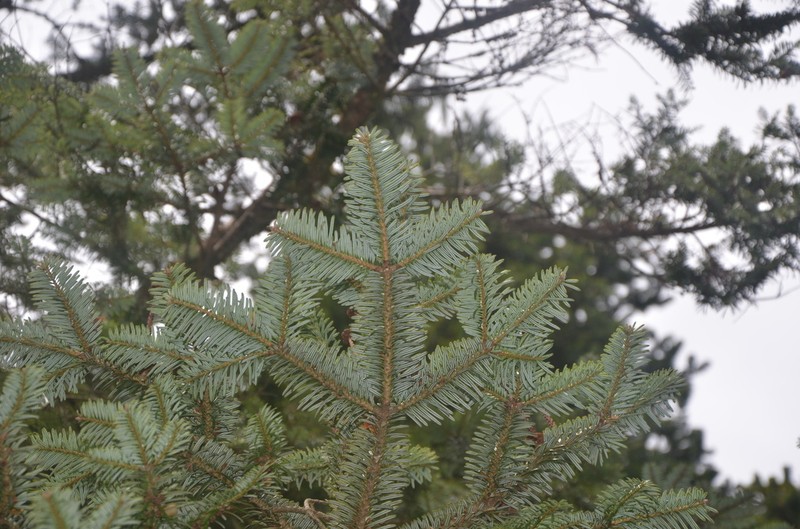 Abies beshanzuensis photo 5