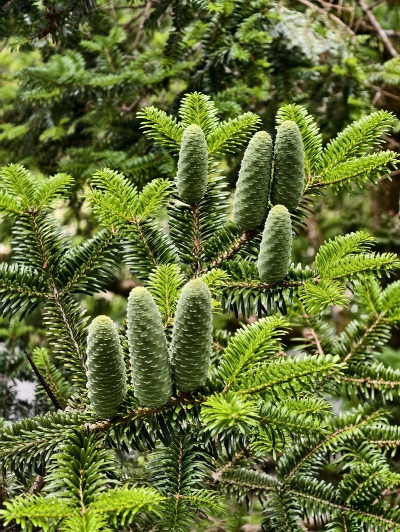 Abies beshanzuensis photo 6