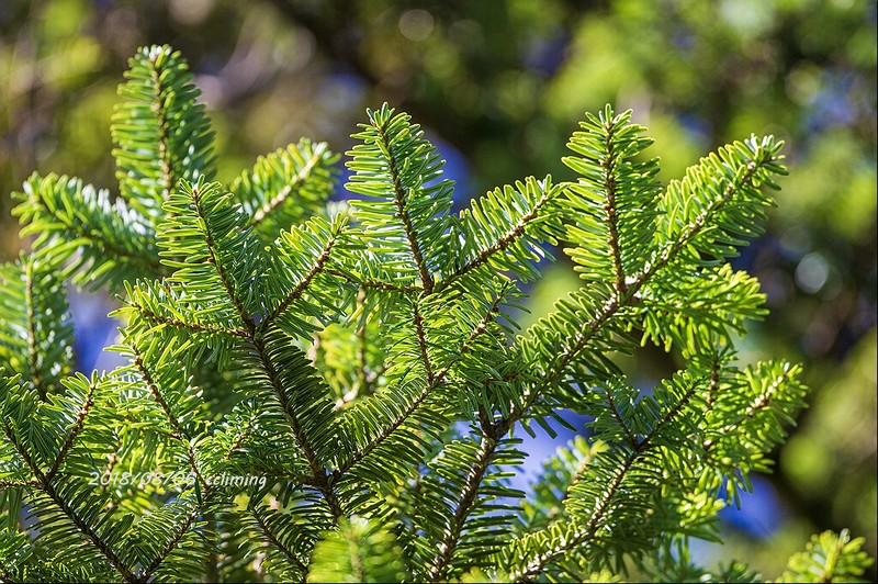 Abies beshanzuensis photo 7