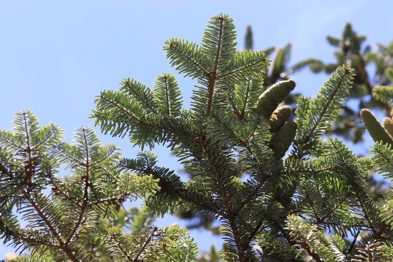 Abies beshanzuensis