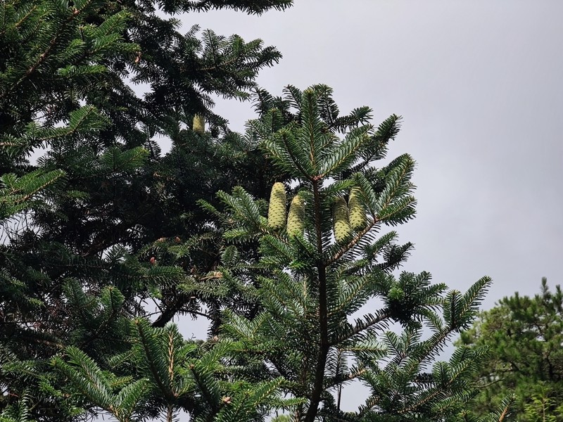 Abies beshanzuensis photo 2