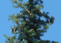 Bristlecone Fir
