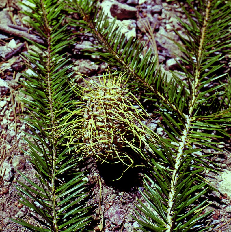 Bristlecone Fir photo 2