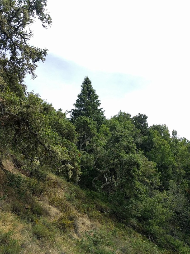 Bristlecone Fir photo 3