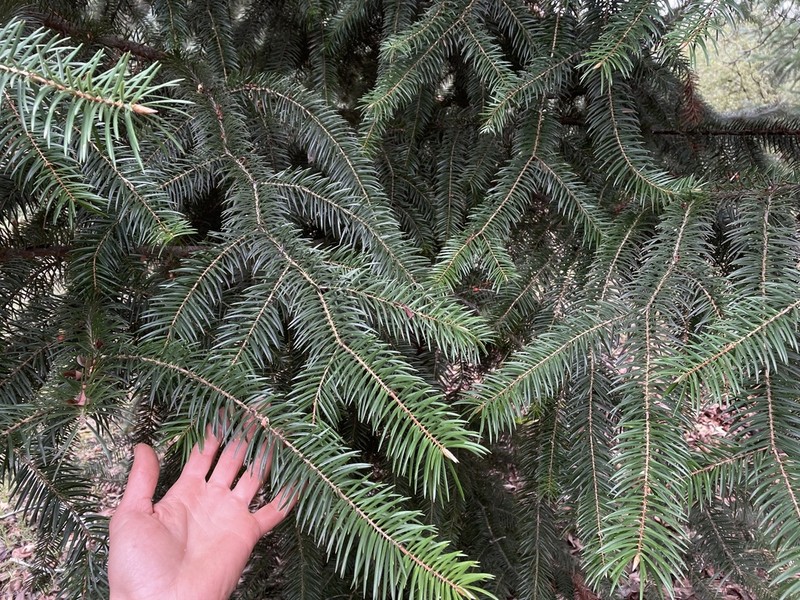 Bristlecone Fir photo 4